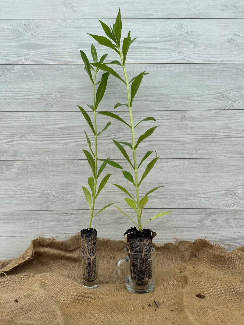 Plants de Physostegie de Virginie