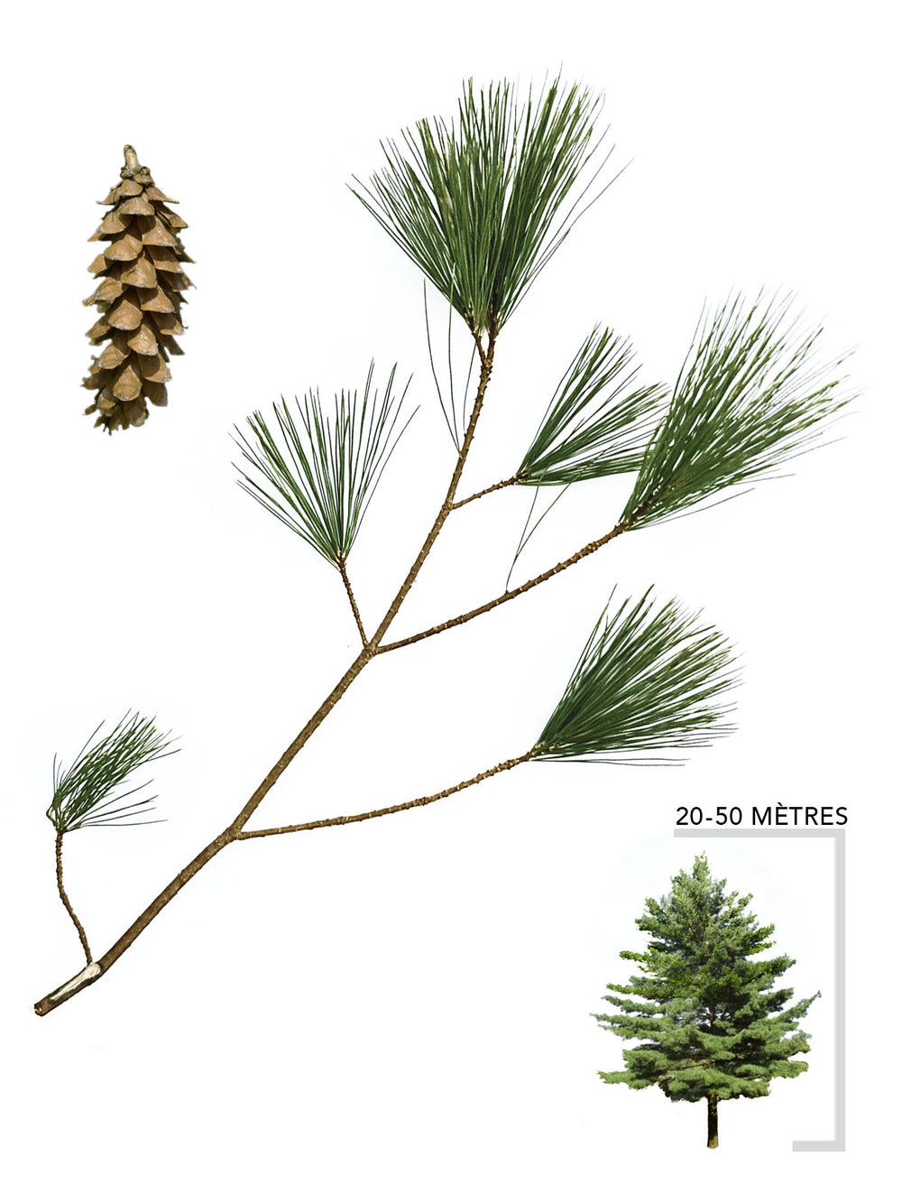 Pin Verte Pins – Arbresenligne