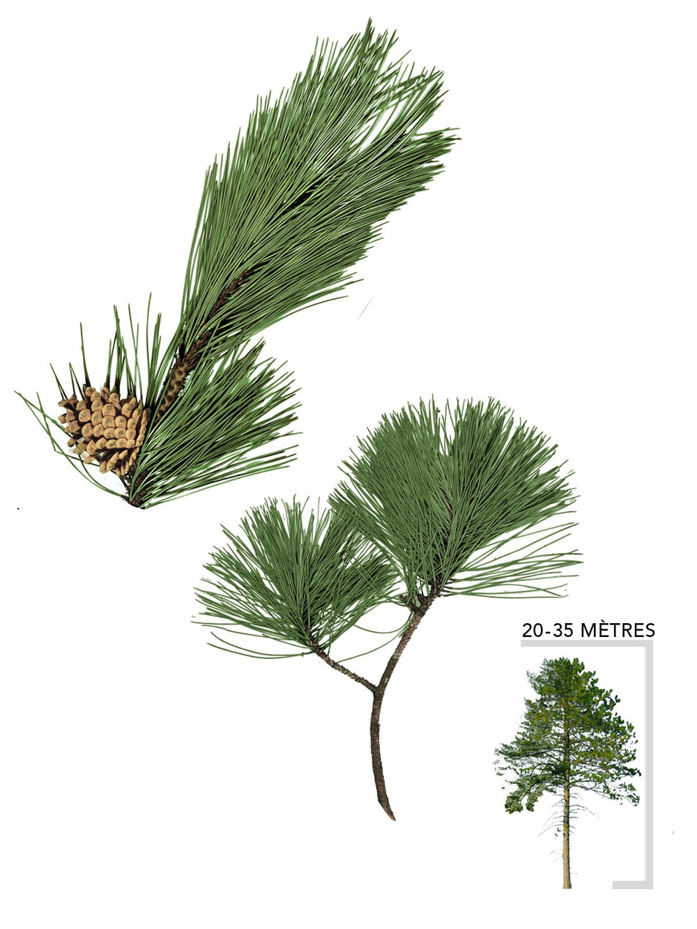 Pins – Arbresenligne