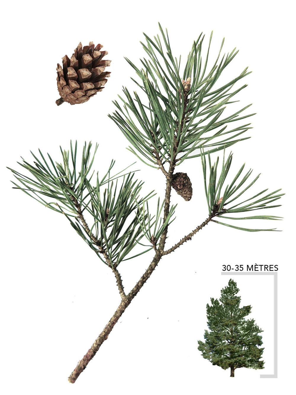 Pins – Arbresenligne
