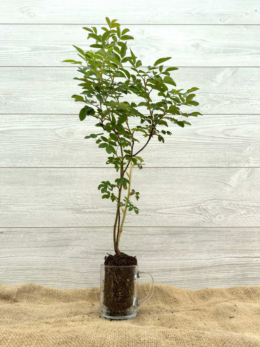 Rosier inerme ou Rosa blanda