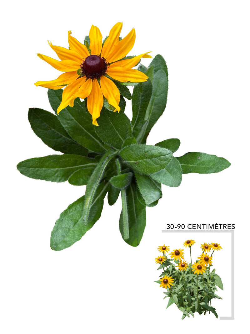 Rudbeckie herissee (Rudbeckia hirsutus)