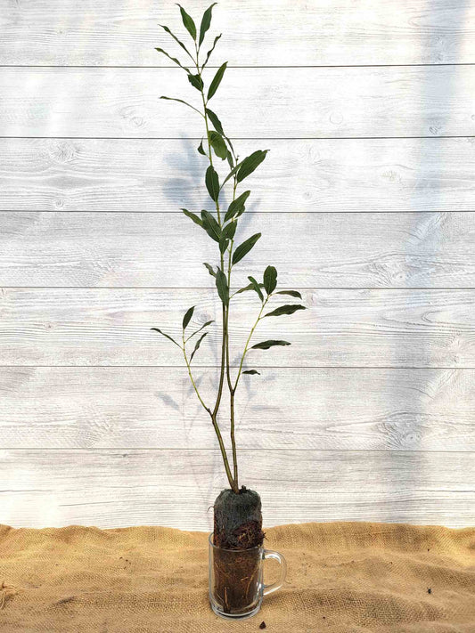 Saule de Bebb ou Salix Bebbiana