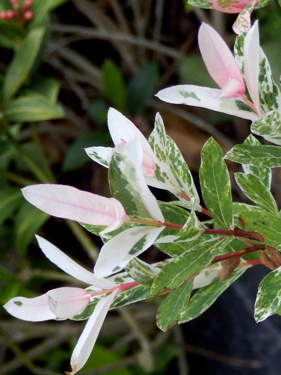 Feuillage du Saule macule 'Flamingo' (Salix integra 'Flamingo')