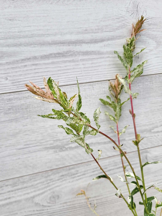 Feuilles de saule macule Flamingo (Salix integra Flamingo)