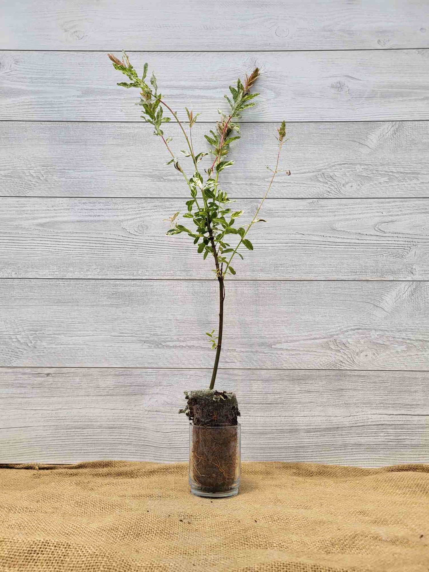 Saule macule Flamingo (Salix integra Flamingo)