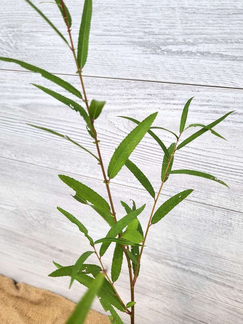 Saule Noir ou Salix nigra Feuillage