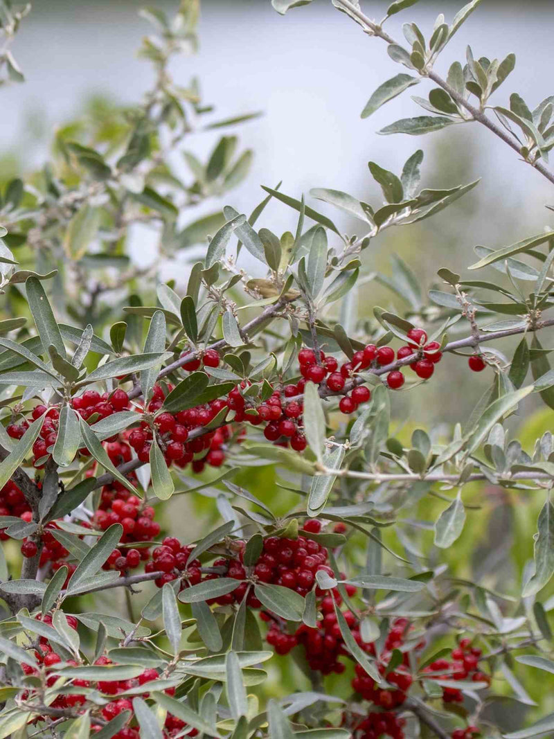 Fruits de Shepherdie argentee (Shepherdia argentea)