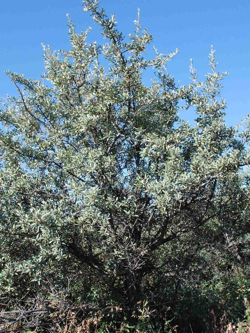 Shepherdie argentee a maturite (Shepherdia argentea)