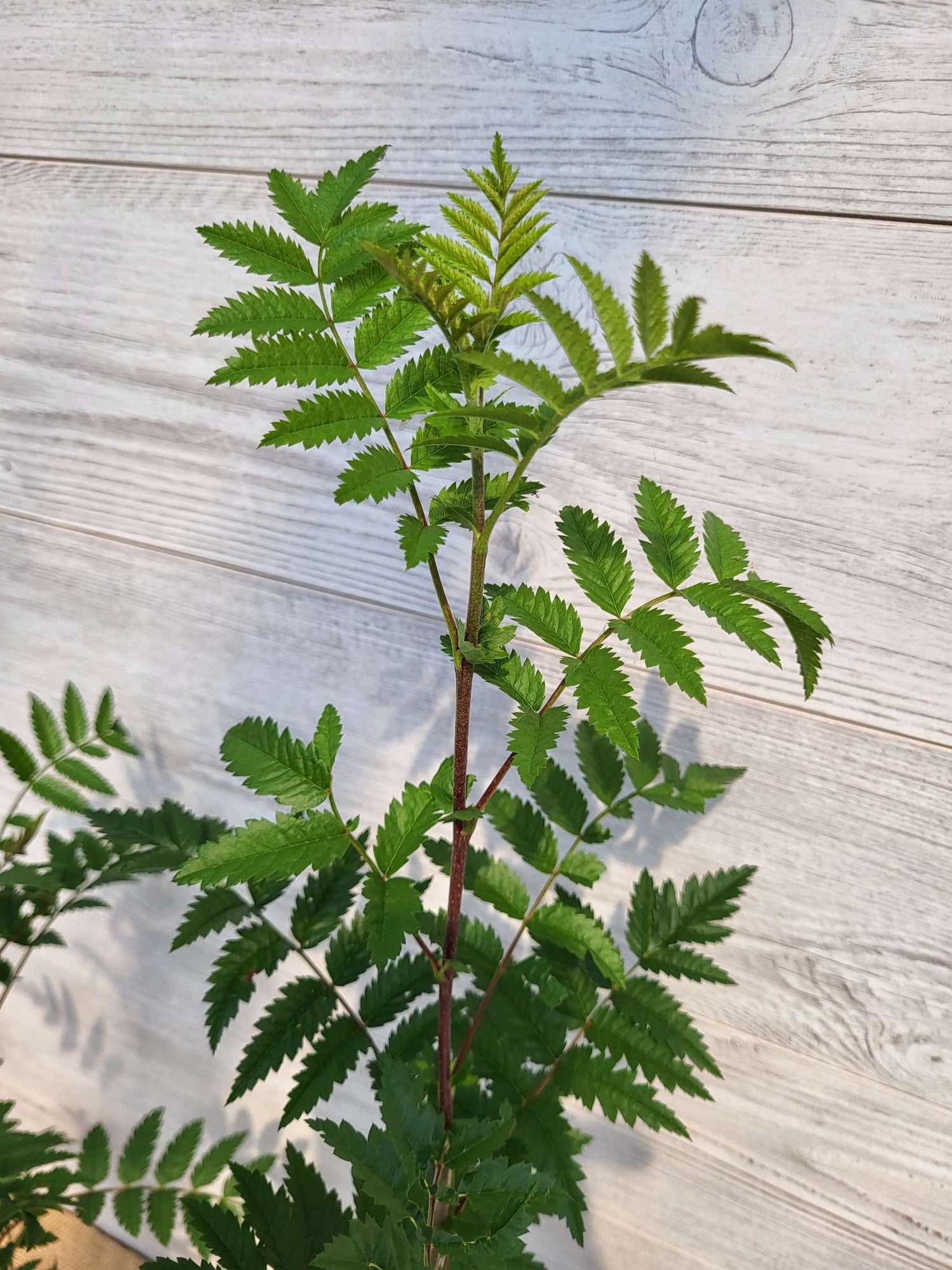 Sorbier dAmerique ou Sorbus americana feuillage