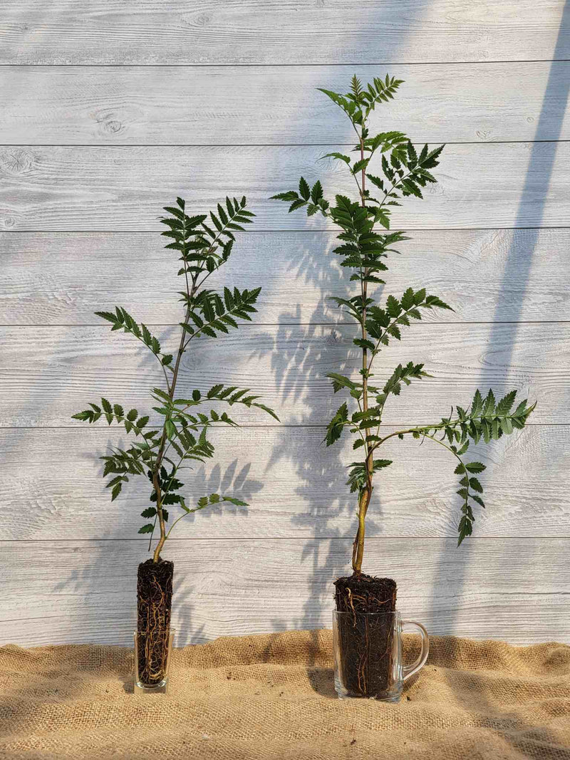 Sorbier dAmerique ou Sorbus americana