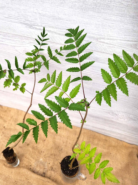 Sorbier des oiseaux ou Sorbus aucuparia Feuillage