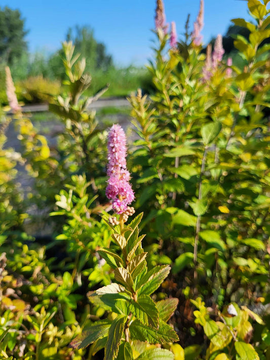 Spiree tomenteuse ou Spiraea tomentosa au champ