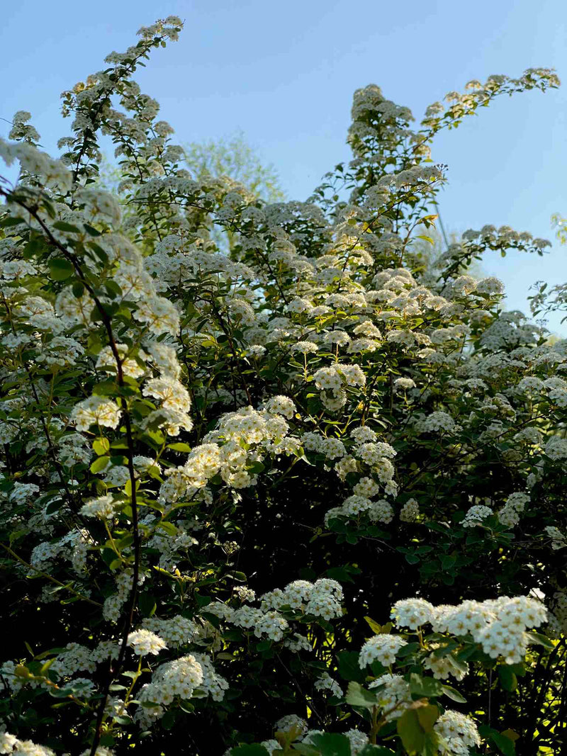 Spirée Van Houtte
