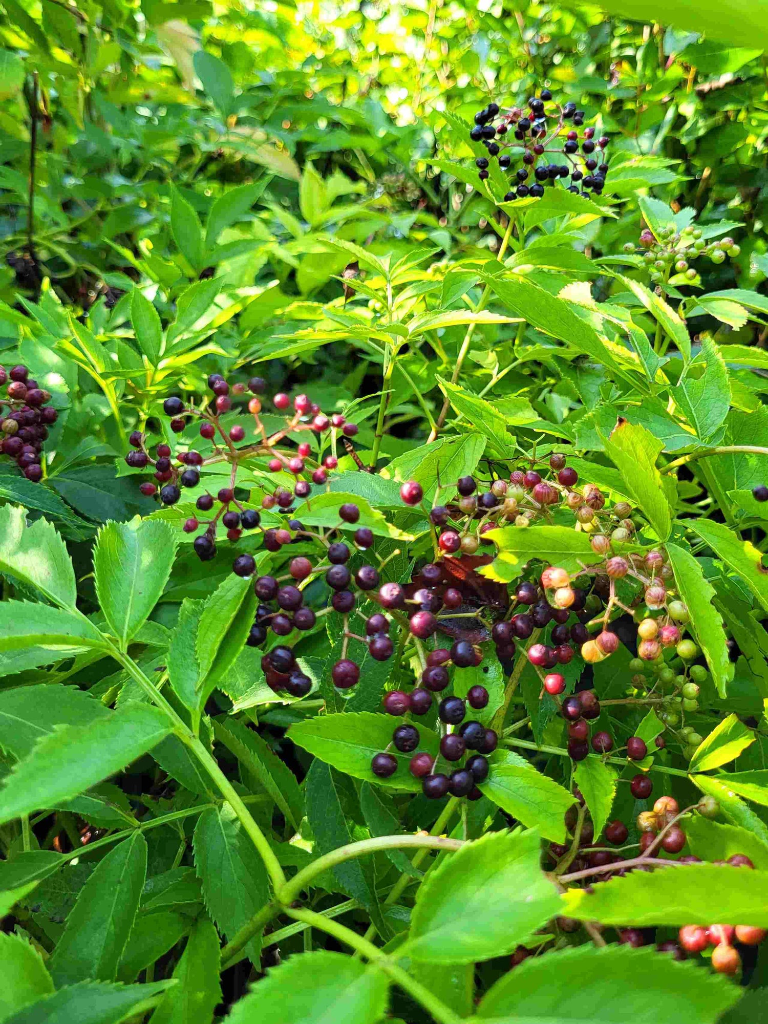 Sureau du Canada ou Sambucus canadensis Fruits