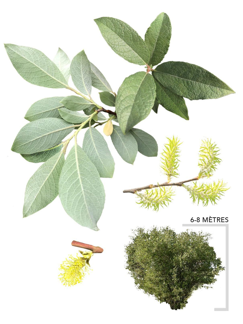Illustration plant Saule de Bebb