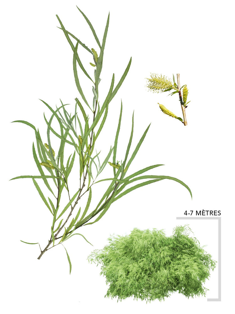 Le Saule, un Feuillus à la rescousse de l'environnement – Arbresenligne