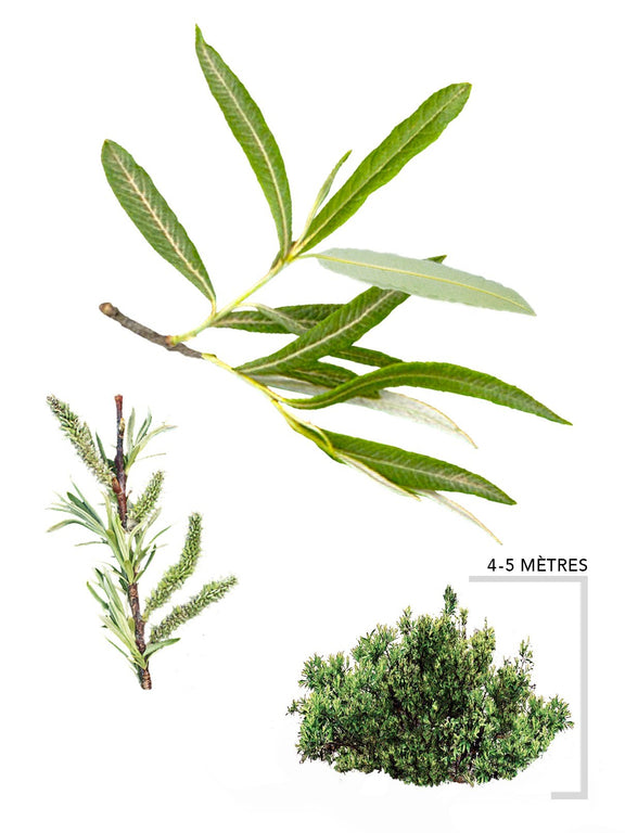 Illustration plant Saule satiné