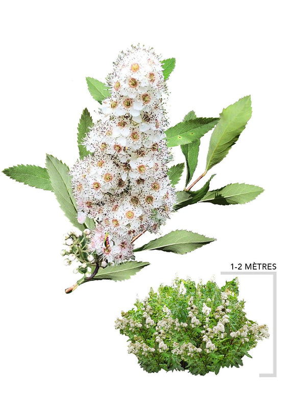 Illustration plant arbuste spirée blanche