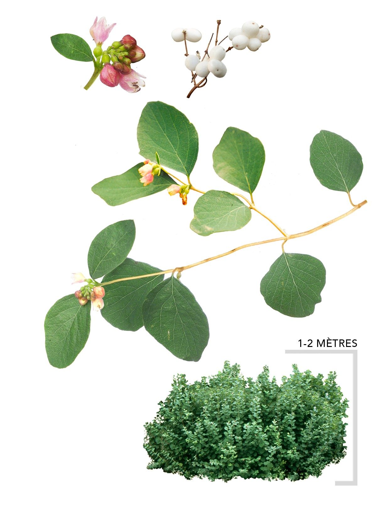 Illustration plant arbuste Symphorine blanche