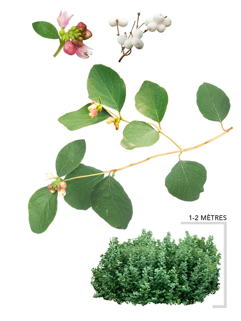 Illustration plant arbuste Symphorine blanche