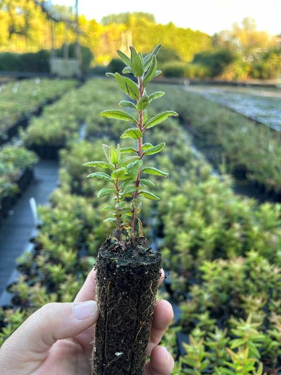 Plant de Thé du Labrador (Rhododendron groenlandicum)