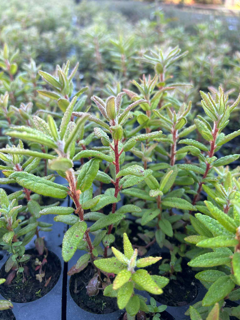 Production de The du Labrador (Rhododendron groenlandicum)