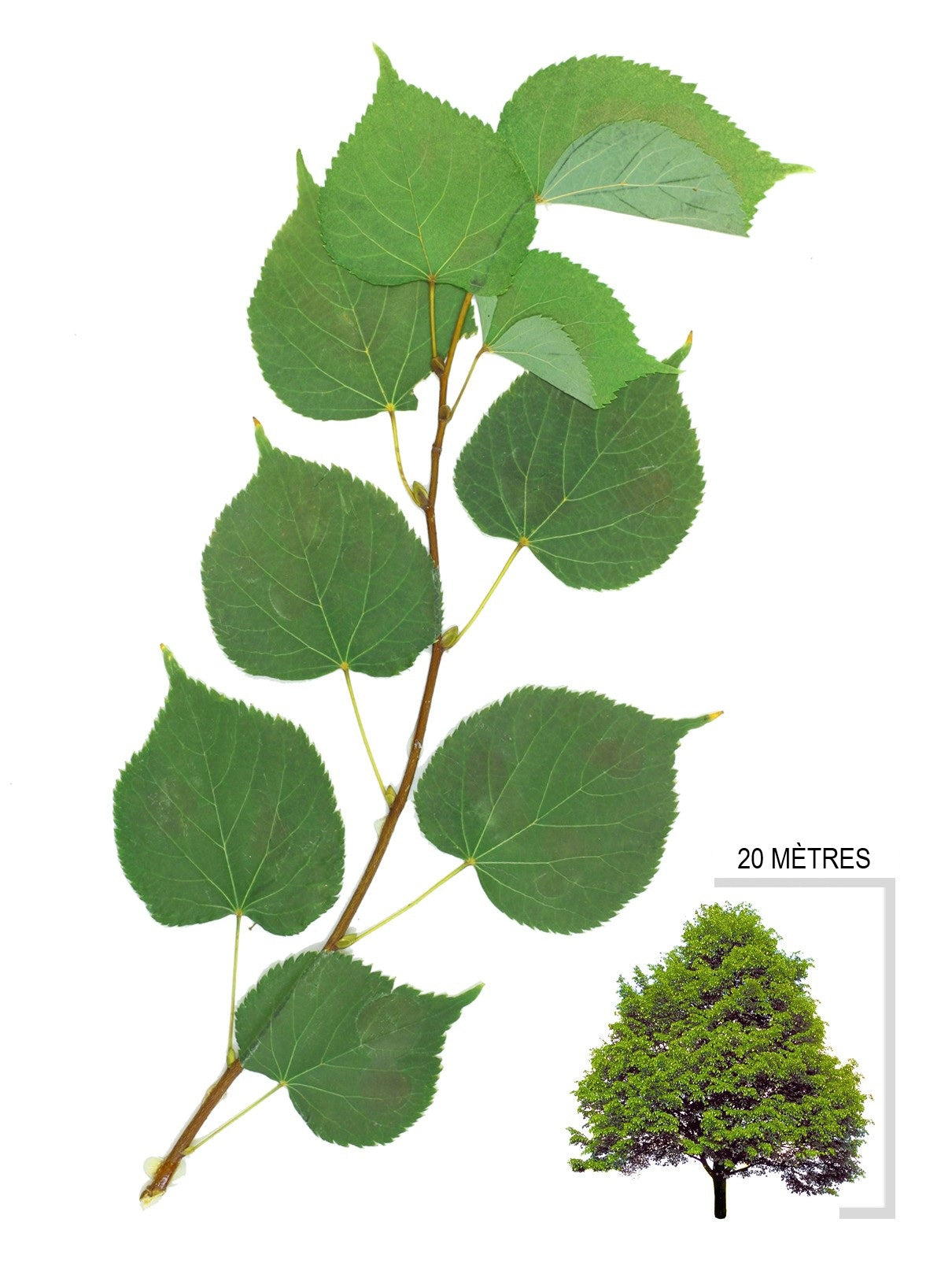 Illustration de tilleul a petites feuilles (Tilia cordata)