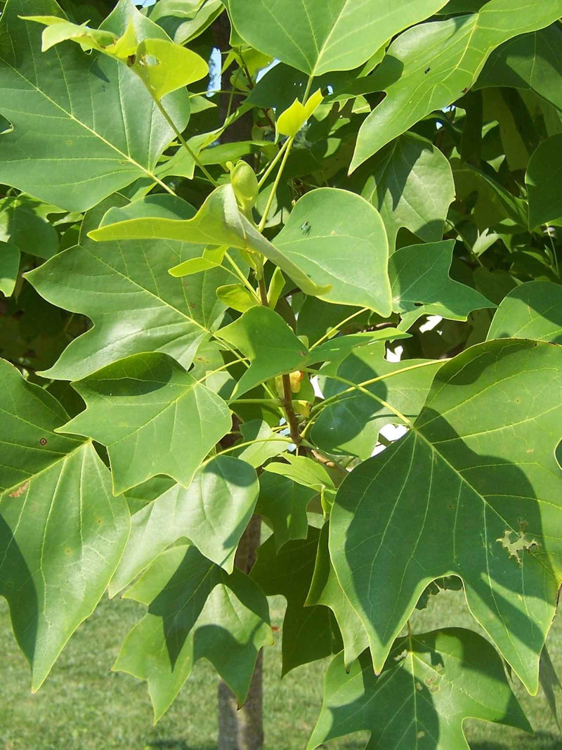 Tulipier de Virginie (Liriodendron tulipifera)