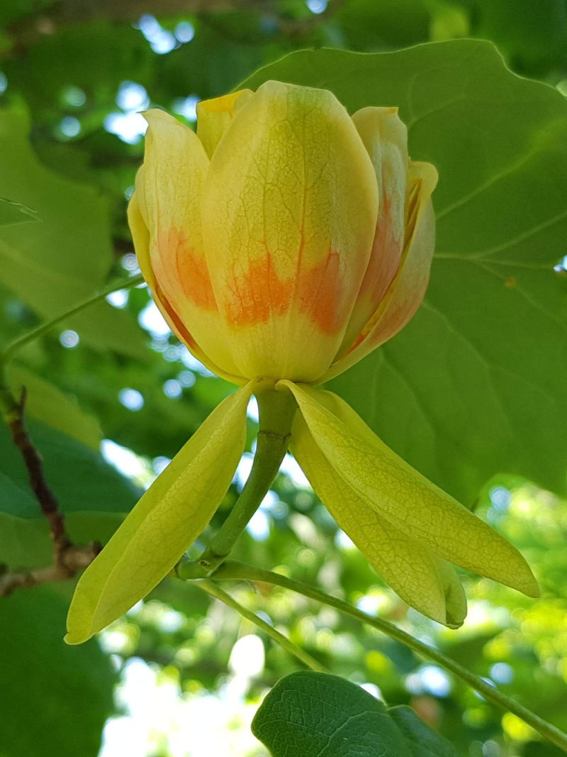 Fleur de Tulipier de Virginie (Liriodendron tulipifera)