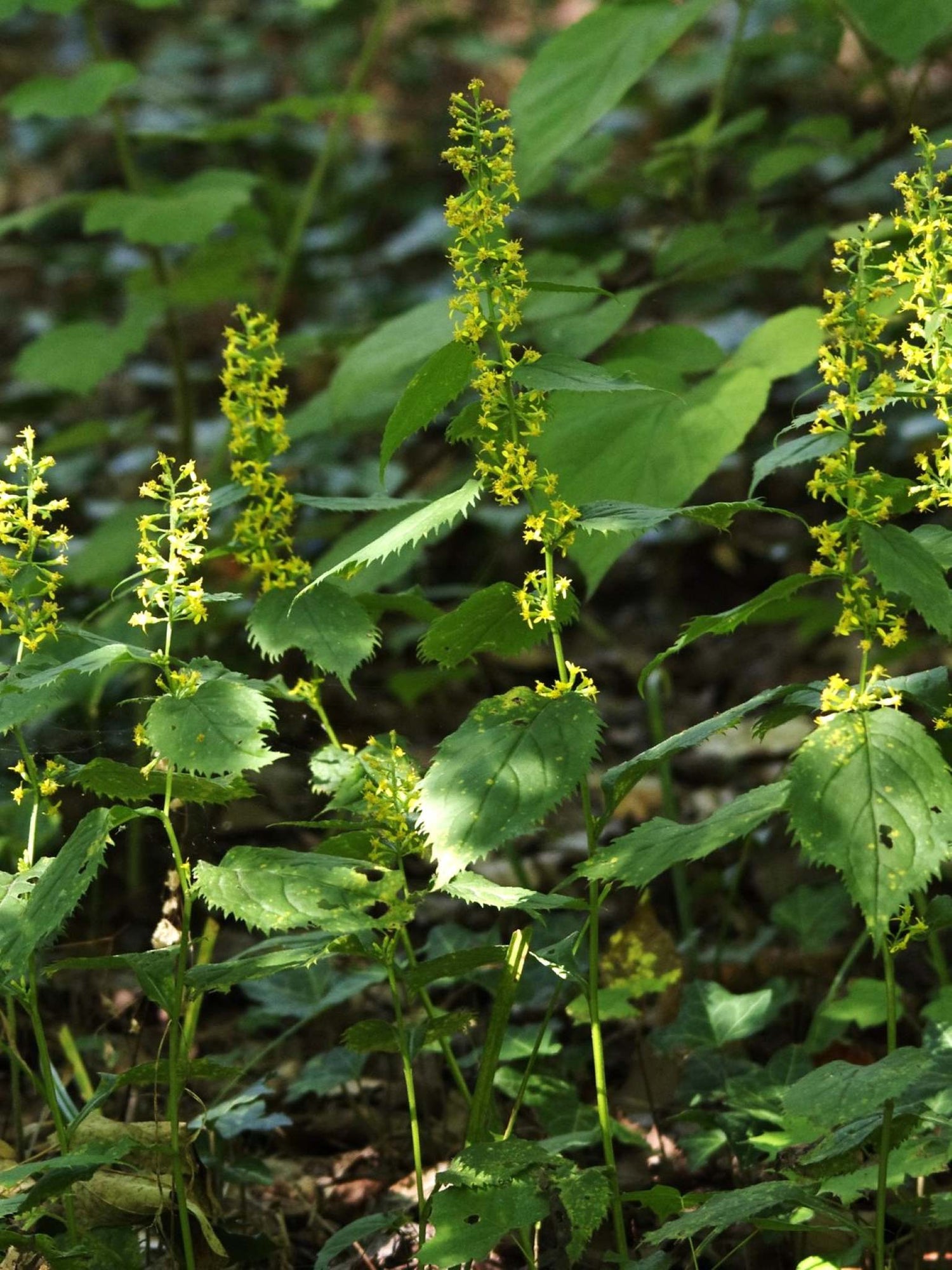 Verge d or a tiges zigzagantes ou Solidago flexicaulis Fleurs