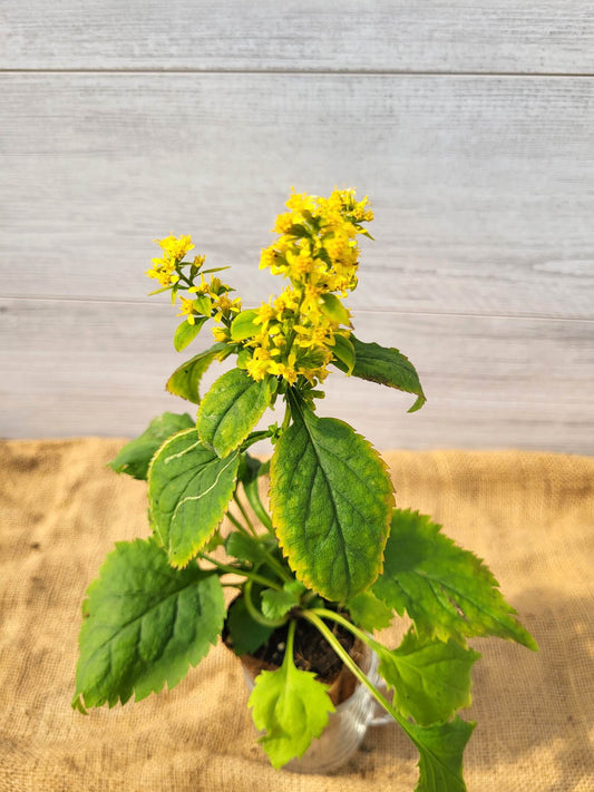 Verge d'or a tiges zigzagantes ou Solidago Flexicaulis Feuilles