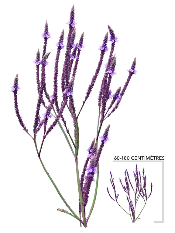 Verveine hastee (Verbena hastata)