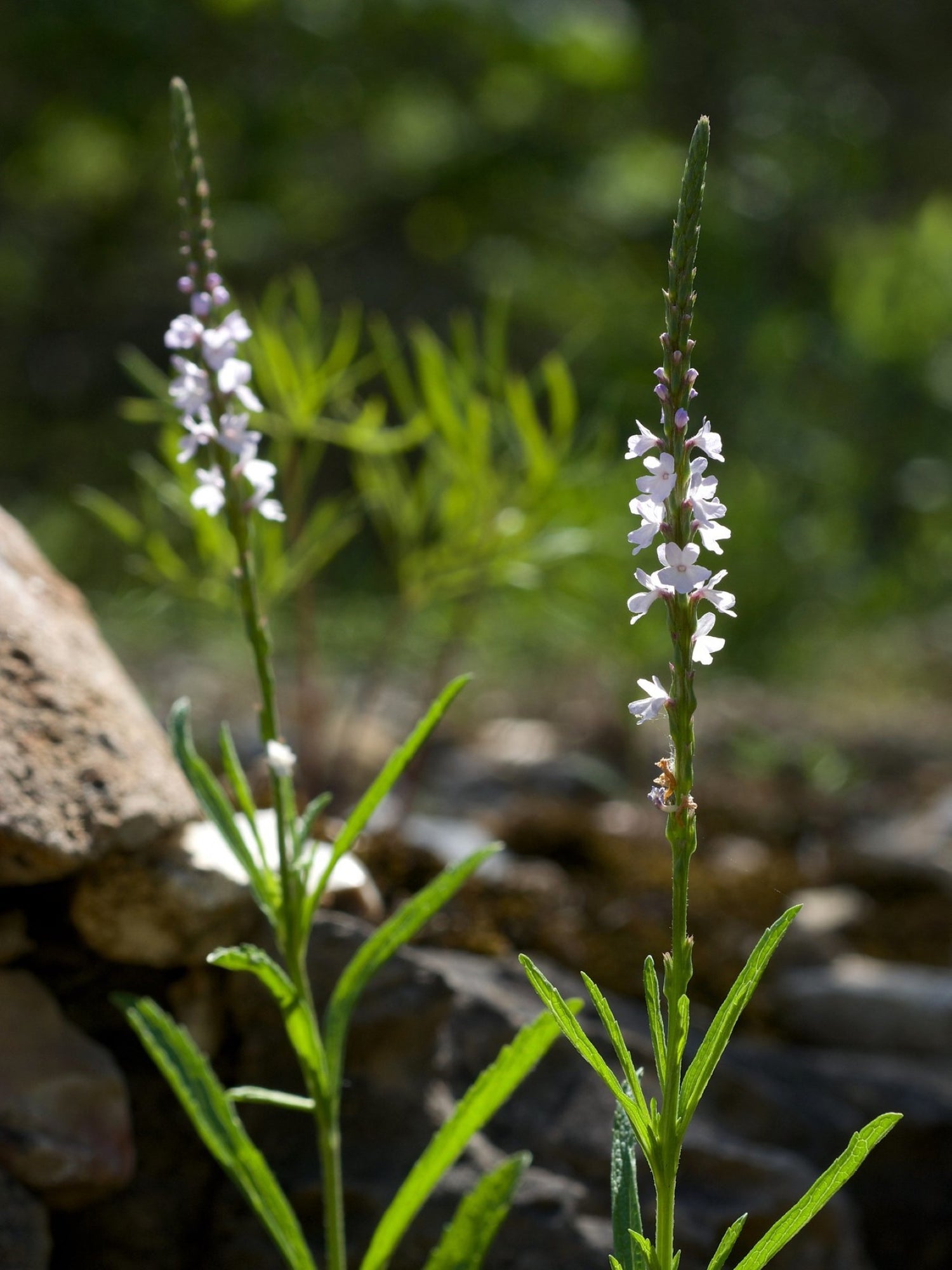 Verveine simple ou Verbena simplex Fleurs