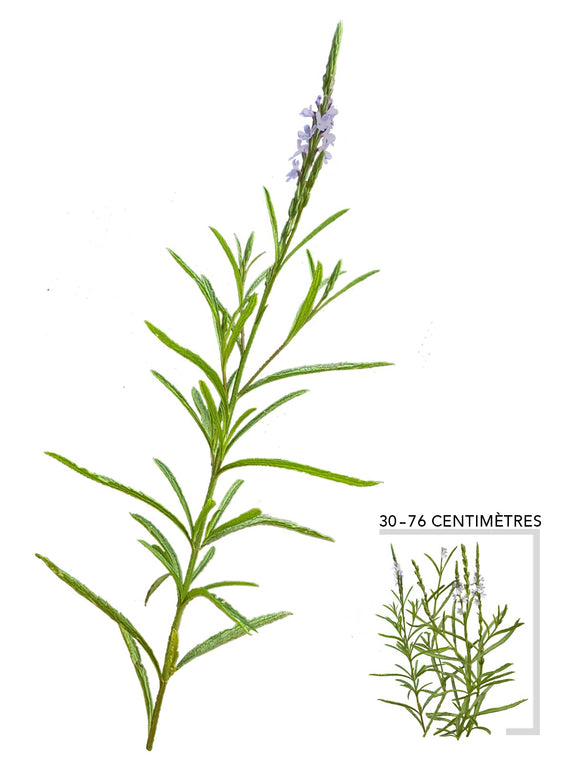 Verveine simplex (Verbena simplex)