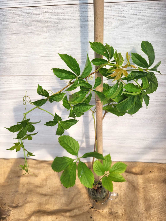 Vigne vierge ou Parthenocissus quiquefolia Feuilles