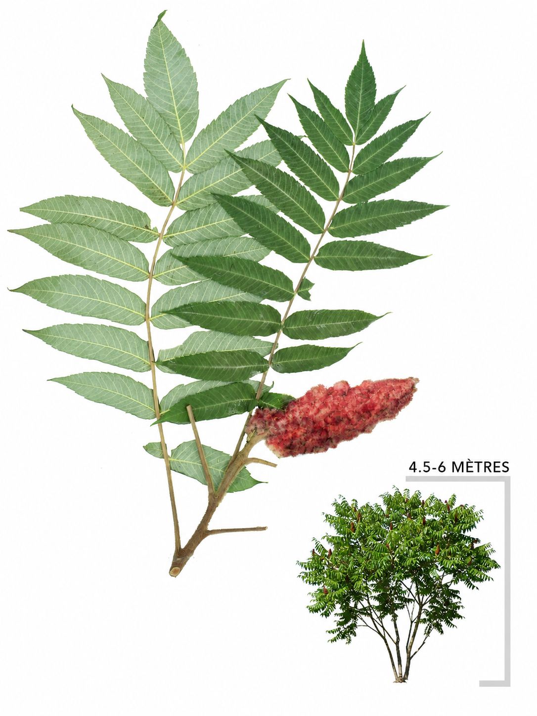 Illustration du Vinaigrier (Rhus typhina)