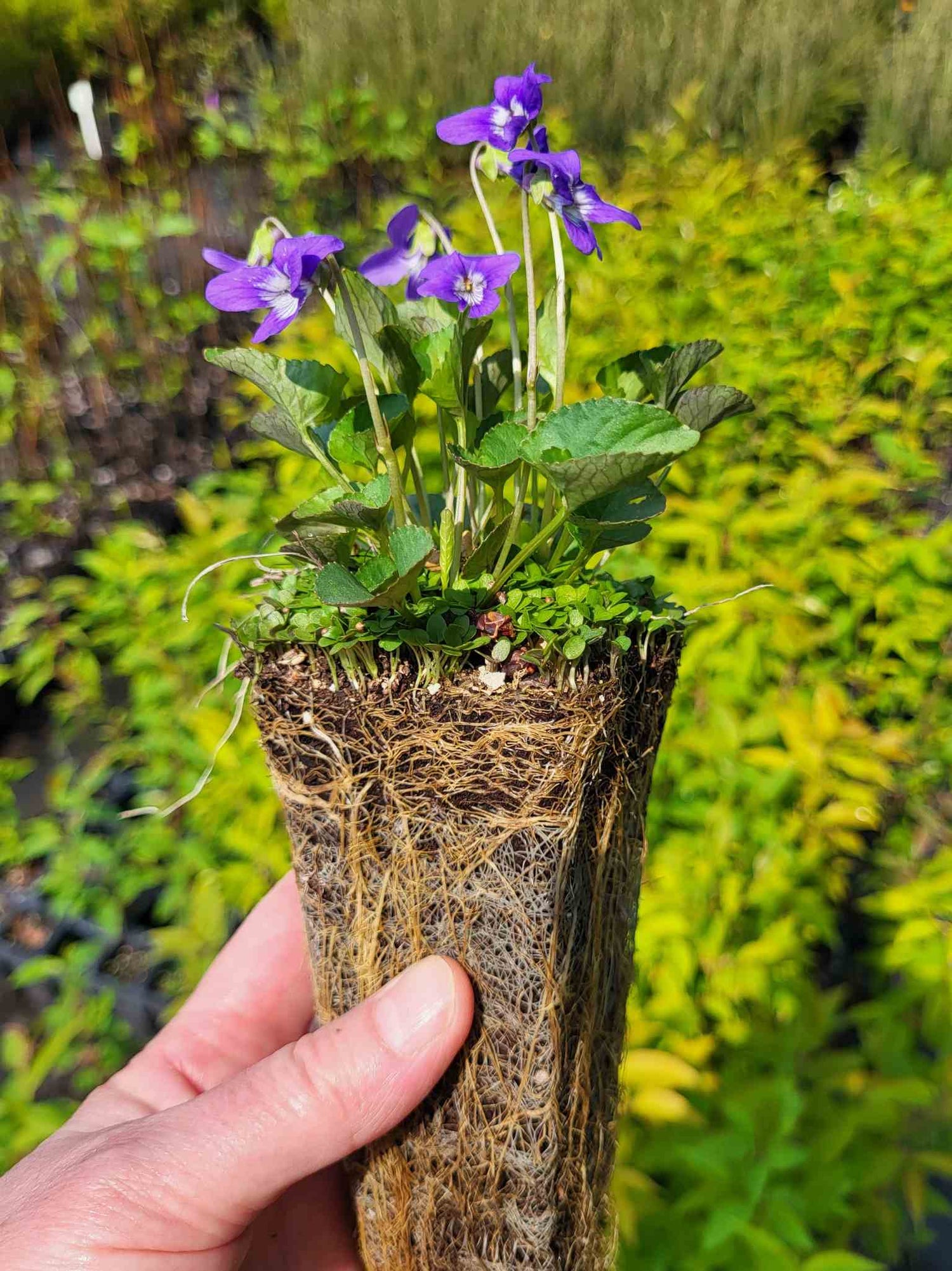Violette nephrophylle en production (Violetta nephrophylla)