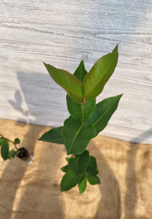 Viorne cassinoide ou Viburnum cassinoides feuilles