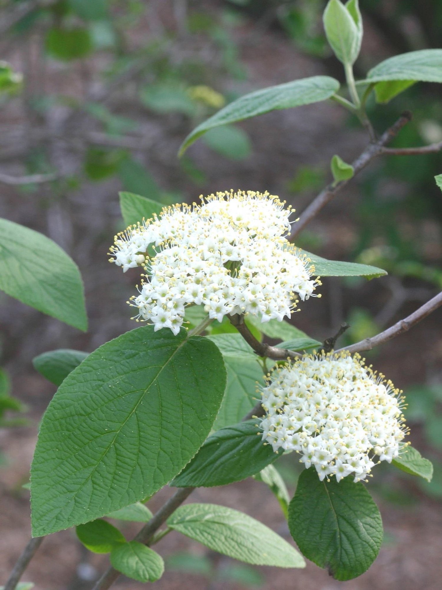 Viorne commune ou Viburnum lantana Fleurs