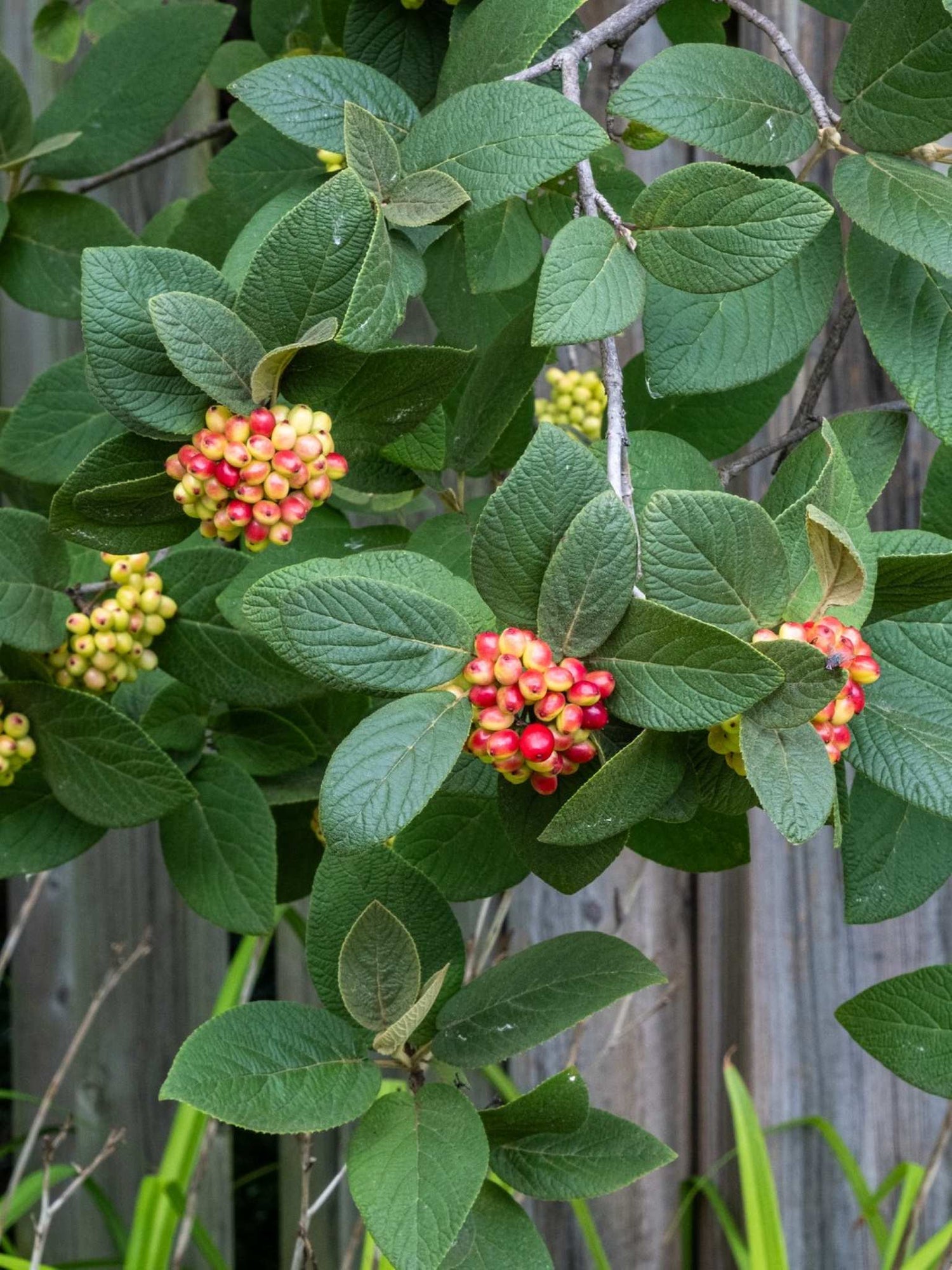 Viorne commune ou Viburnum lantana Fruits