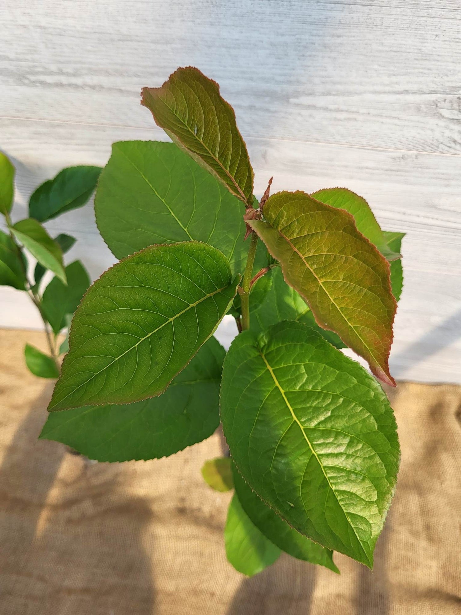 Viorne lentage ou Viburnum lentago feuilles