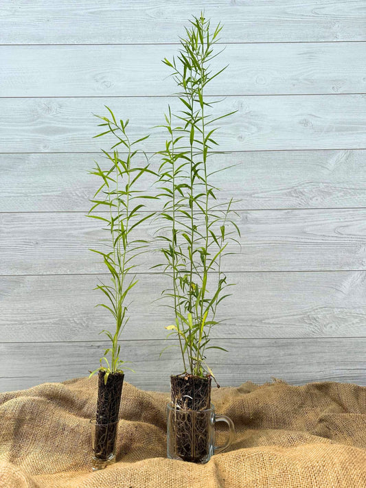Plant de Verge d'Or à feuilles étroites
