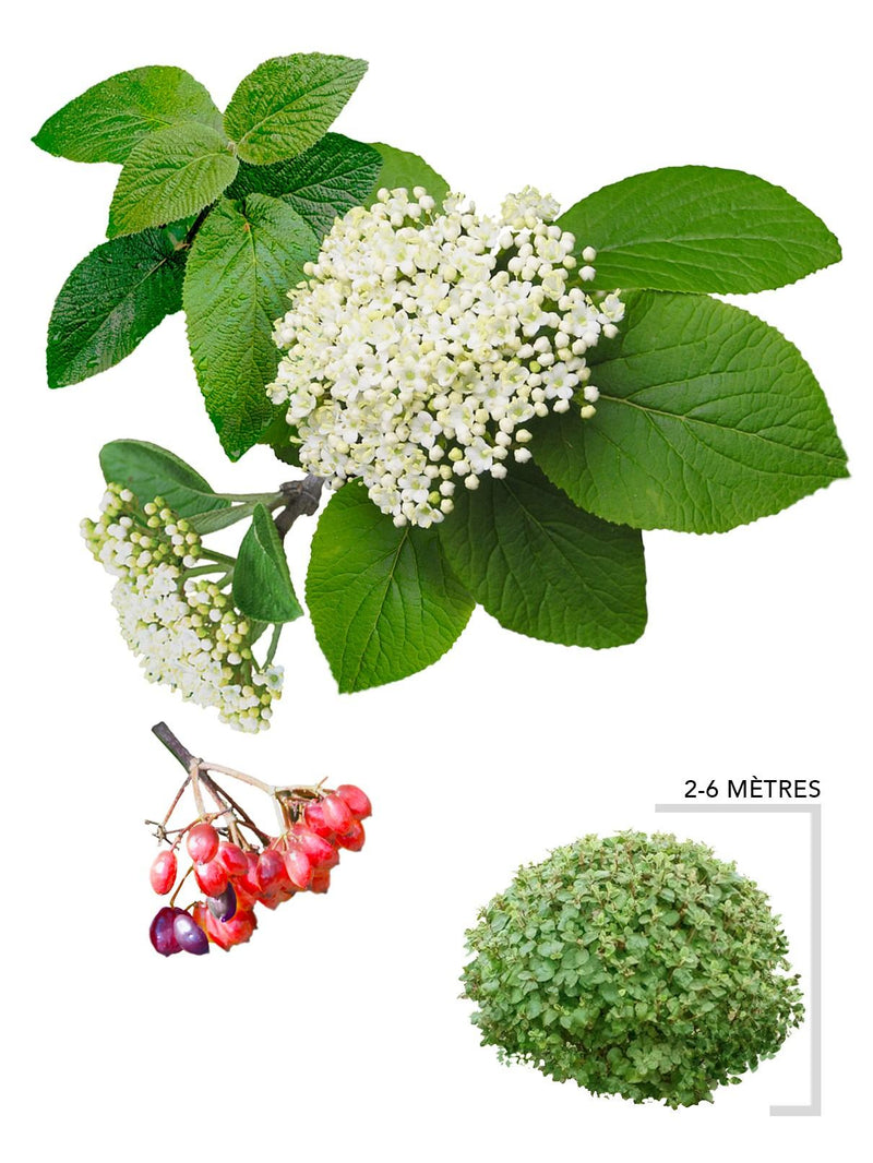 Illustration plant arbuste Viorne commune