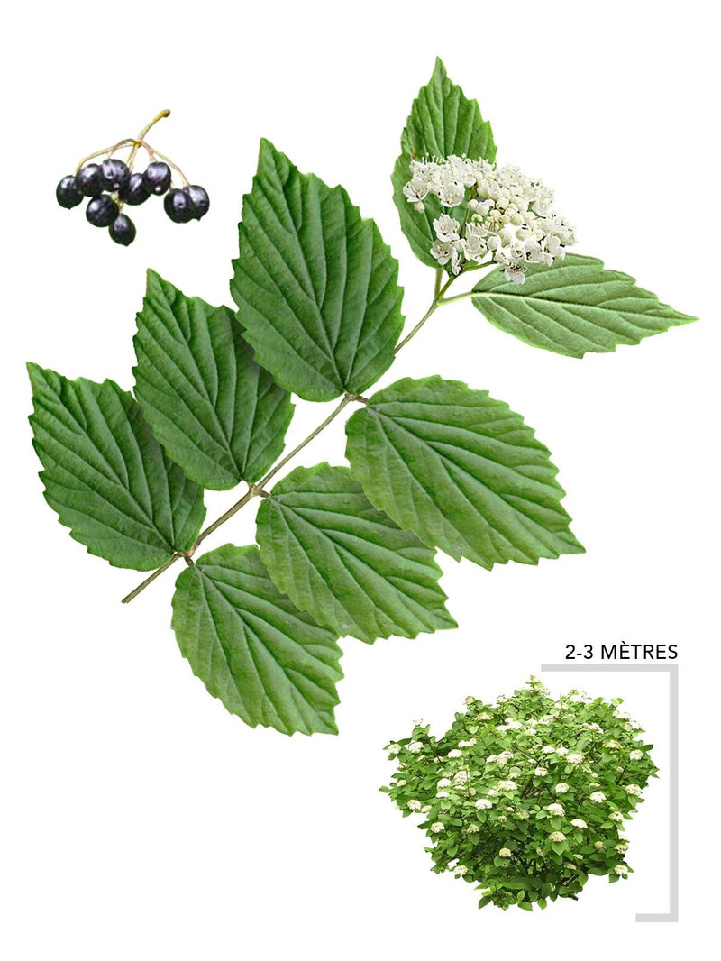 Illustration plant arbuste Viorne de Raffinesque