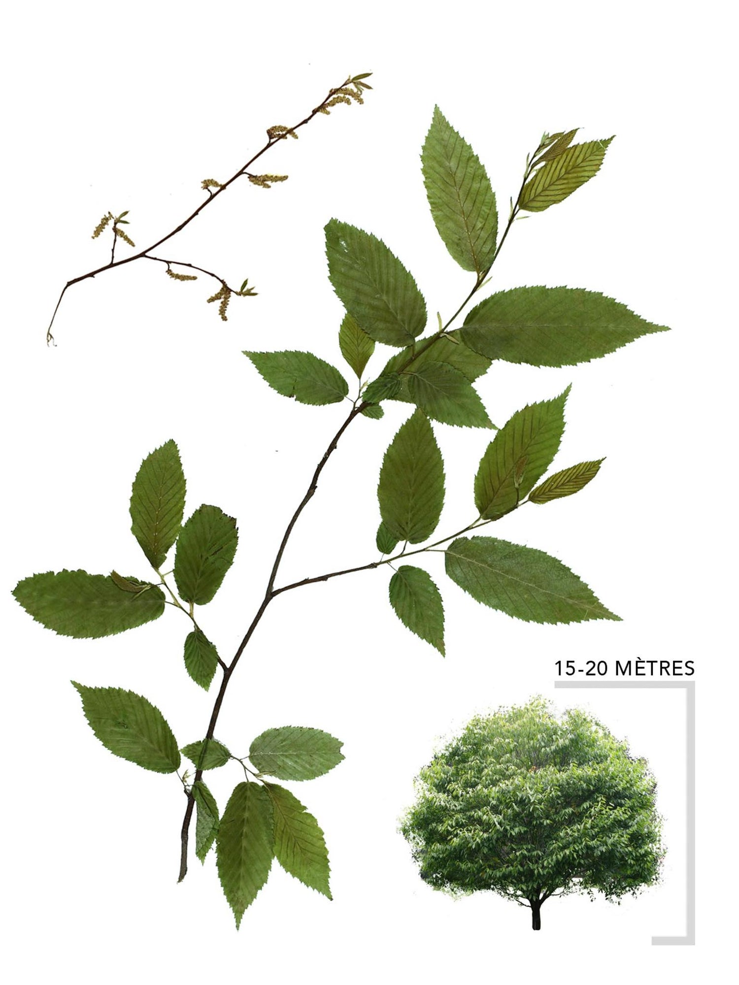 Charme de Caroline ou Carpinus caroliniana Illustration