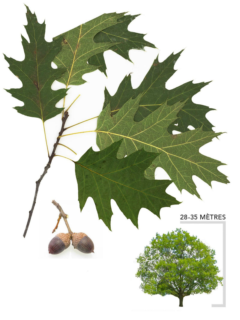 Chêne rouge ou Quercus rubra Illustration