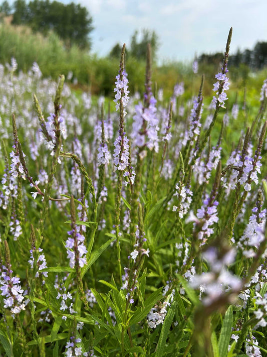 Verveine simple
